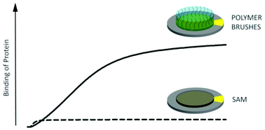 Graphical abstract: Signal enhancement in ligand–receptor interactions using dynamic polymers at quartz crystal microbalance sensors