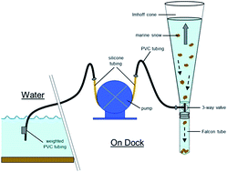 Graphical abstract: An approach for extraction, characterization and quantitation of microplastic in natural marine snow using Raman microscopy