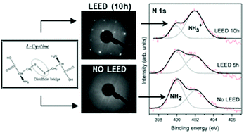 Graphical abstract: Pyrite surface environment drives molecular adsorption: cystine on pyrite(100) investigated by X-ray photoemission spectroscopy and low energy electron diffraction