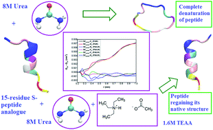 Graphical abstract: Can an ammonium-based room temperature ionic liquid counteract the urea-induced denaturation of a small peptide?