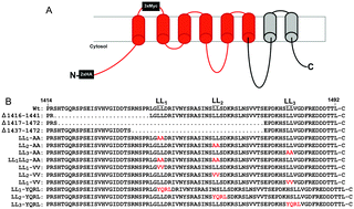 Graphical abstract: Multiple di-leucines in the ATP7A copper transporter are required for retrograde trafficking to the trans-Golgi network