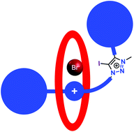 Graphical abstract: Chelated charge assisted halogen bonding enhanced halide recognition by a pyridinium-iodotriazolium axle containing [2]rotaxane