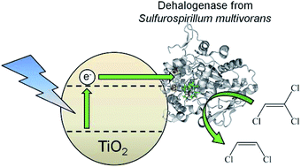 Graphical abstract: Selective, light-driven enzymatic dehalogenations of organic compounds