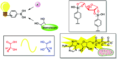 Graphical abstract: Recent advances in boronic acid-based optical chemosensors