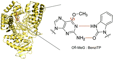 Graphical abstract: Structural basis for the selective incorporation of an artificial nucleotide opposite a DNA adduct by a DNA polymerase