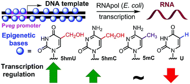 Graphical abstract: 5-(Hydroxymethyl)uracil and -cytosine as potential epigenetic marks enhancing or inhibiting transcription with bacterial RNA polymerase