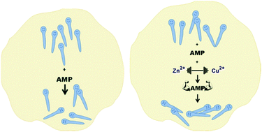 Graphical abstract: Antimicrobial peptide–metal ion interactions – a potential way of activity enhancement