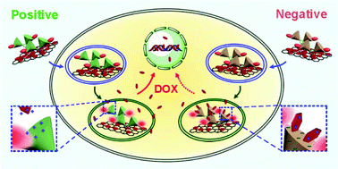 Graphical abstract: Functionalized graphene sheets for intracellular controlled release of therapeutic agents