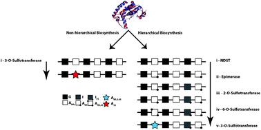 Graphical abstract: Insights into the role of 3-O-sulfotransferase in heparan sulfate biosynthesis