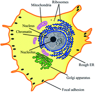 Graphical abstract: Label-free and live cell imaging by interferometric scattering microscopy