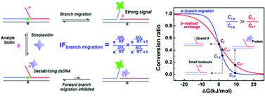 Graphical abstract: Small molecule–protein interactions in branch migration thermodynamics: modelling and application in the homogeneous detection of proteins and small molecules