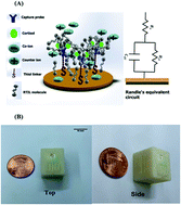 Graphical abstract: Non-invasive monitoring of a circadian relevant biomarker from easily accessible body fluids using hybrid aqueous–ionic buffer interfaces on flexible substrates