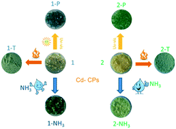 Graphical abstract: Two novel multichromic coordination polymers based on a new flexible viologen ligand exhibiting photocontrolled luminescence properties and sensitive detection for ammonia