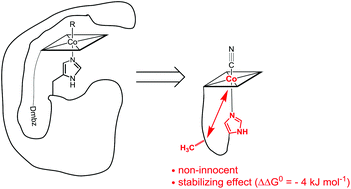 Graphical abstract: Stabilizing intramolecular cobalt–imidazole coordination with a remote methyl group in the backbone of a cofactor B12–protein model