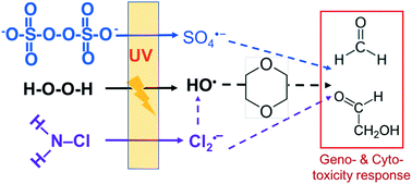 Graphical abstract: Cyto- and geno-toxicity of 1,4-dioxane and its transformation products during ultraviolet-driven advanced oxidation processes