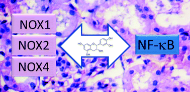 Graphical abstract: Dietary (−)-epicatechin affects NF-κB activation and NADPH oxidases in the kidney cortex of high-fructose-fed rats