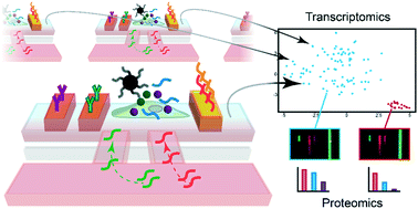 Graphical abstract: Integrated measurement of intracellular proteins and transcripts in single cells