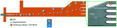 Graphical abstract: Microfluidic diamagnetic water-in-water droplets: a biocompatible cell encapsulation and manipulation platform