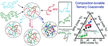 Graphical abstract: Composition and property tunable ternary coacervate: branched polyethylenimine and a binary mixture of a strong and weak polyelectrolyte