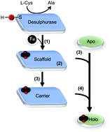 Graphical abstract: Iron–sulphur cluster biogenesis via the SUF pathway