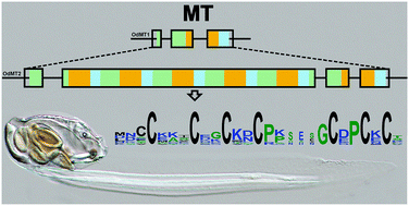 Graphical abstract: Metallothioneins of the urochordate Oikopleura dioica have Cys-rich tandem repeats, large size and cadmium-binding preference