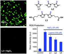 Graphical abstract: Cytoprotective effects of imidazole-based [S1] and [S2]-donor ligands against mercury toxicity: a bioinorganic approach