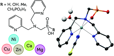 Graphical abstract: Complexes of phosphonate and phosphinate derivatives of dipicolylamine