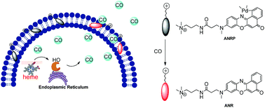 Graphical abstract: A cell membrane-anchored fluorescent probe for monitoring carbon monoxide release from living cells