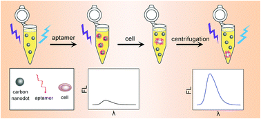 Graphical abstract: Hydrothermal synthesis of N,S co-doped carbon nanodots for highly selective detection of living cancer cells