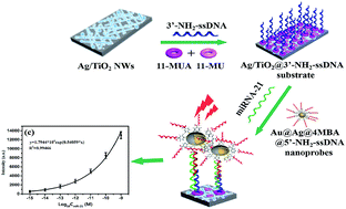 Graphical abstract: SERS-based sandwich bioassay protocol of miRNA-21 using Au@Ag core–shell nanoparticles and a Ag/TiO2 nanowires substrate