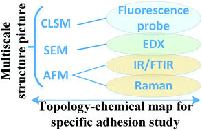 Graphical abstract: Methods to probe the formation of biofilms: applications in foods and related surfaces