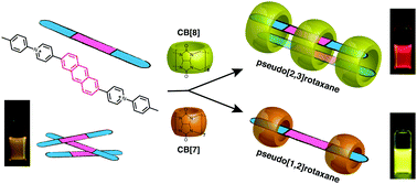 Graphical abstract: Cucurbit[8]uril-mediated pseudo[2,3]rotaxanes