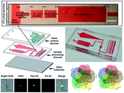 Graphical abstract: Device for whole genome sequencing single circulating tumor cells from whole blood