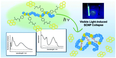 Graphical abstract: Self-reporting visible light-induced polymer chain collapse