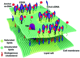 Graphical abstract: DNA nanotweezers for stabilizing and dynamically lighting up a lipid raft on living cell membranes and the activation of T cells