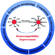 Graphical abstract: Hemocompatibility investigation and improvement of near-infrared persistent luminescent nanoparticle ZnGa2O4:Cr3+ by surface PEGylation