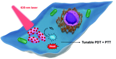 Graphical abstract: Harnessing combinational phototherapy via post-synthetic PpIX conjugation on nanoscale metal–organic frameworks