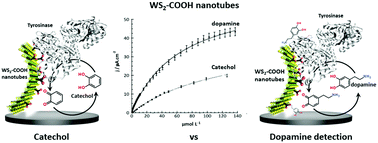 Graphical abstract: Functionalized tungsten disulfide nanotubes for dopamine and catechol detection in a tyrosinase-based amperometric biosensor design