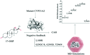 Graphical abstract: How do mutations affect the structural characteristics and substrate binding of CYP21A2? An investigation by molecular dynamics simulations