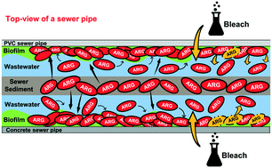 Graphical abstract: Sewer biofilm microbiome and antibiotic resistance genes as function of pipe material, source of microbes, and disinfection: field and laboratory studies