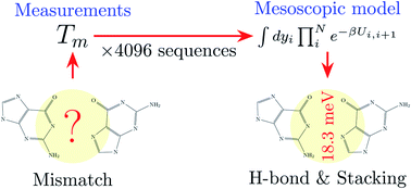 Graphical abstract: Melting temperature measurement and mesoscopic evaluation of single, double and triple DNA mismatches