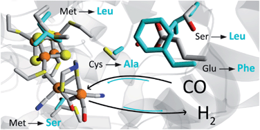 Graphical abstract: Characterization of a putative sensory [FeFe]-hydrogenase provides new insight into the role of the active site architecture