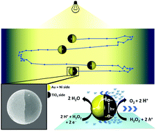 Graphical abstract: Apparent phototaxis enabled by Brownian motion