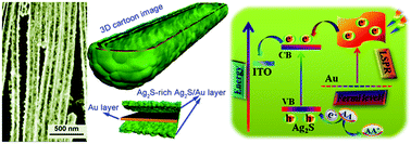 Graphical abstract: Engineering one-dimensional trough-like Au–Ag2S nano-hybrids for plasmon-enhanced photoelectrodetection of human α-thrombin