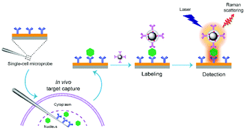 Graphical abstract: Probing nucleus-enriched proteins in single living cells via a subcellular-resolved plasmonic immunosandwich assay