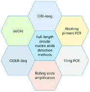 Graphical abstract: Identification of full-length circular nucleic acids using long-read sequencing technologies