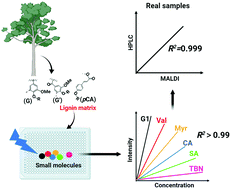 Graphical abstract: Lignin as a MALDI matrix for small molecules: a proof of concept