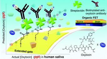 Graphical abstract: Oxytocin detection at ppt level in human saliva by an extended-gate-type organic field-effect transistor