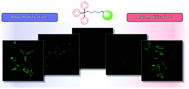 Graphical abstract: Alkyl vs. aryl modifications: a comparative study on modular modifications of triphenylphosphonium mitochondrial vectors