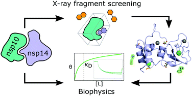 Graphical abstract: Identification of fragments binding to SARS-CoV-2 nsp10 reveals ligand-binding sites in conserved interfaces between nsp10 and nsp14/nsp16